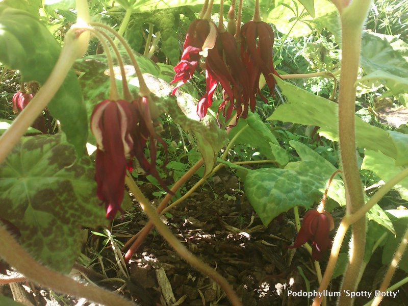 Podophyllum 'Spotty Dotty' Подофилл